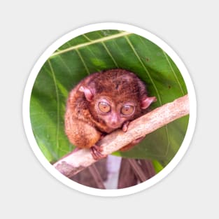 Tarsier, Bohol, Philippines Magnet